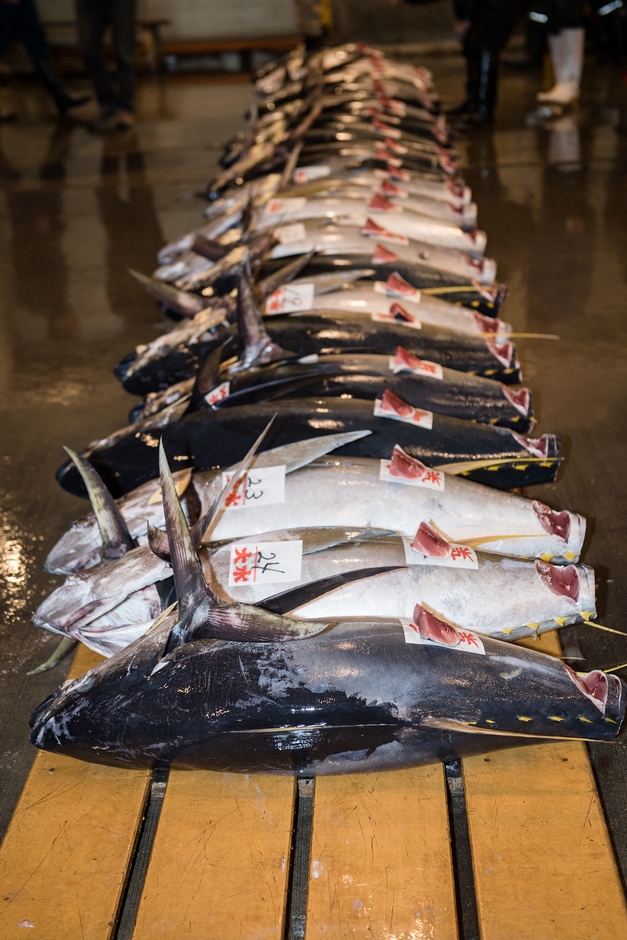 マグロのセリ(1)