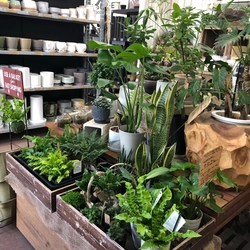 ～花とともに、グリーンを楽しもう～ 来店型の花のサブスク「ハナノヒ」の4種プランで、 月1回に限り、 日比谷花壇の植物ブランド「COTO tree」の植物との 交換が可能に。 2月1日（水）から4月30日（日）までの期間限定