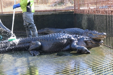 1年で一度きりしか見られない、ワニのブラッシング！ 熱川バナナワニ園、ワニ池大掃除を12月27日に実施 　～年末年始はイベントも開催！～