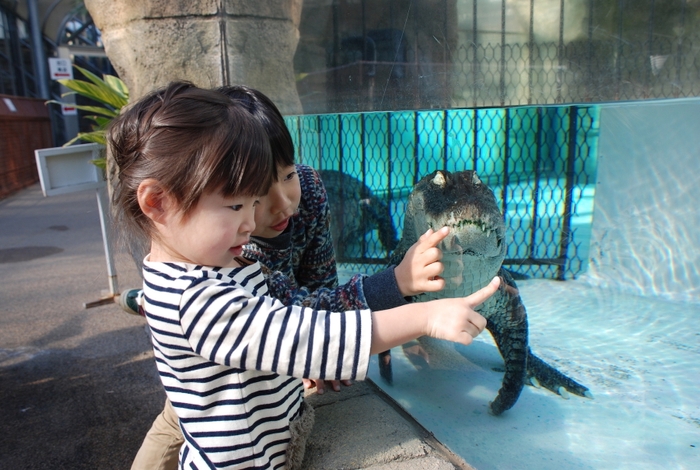 間近でワニを観察できる水槽