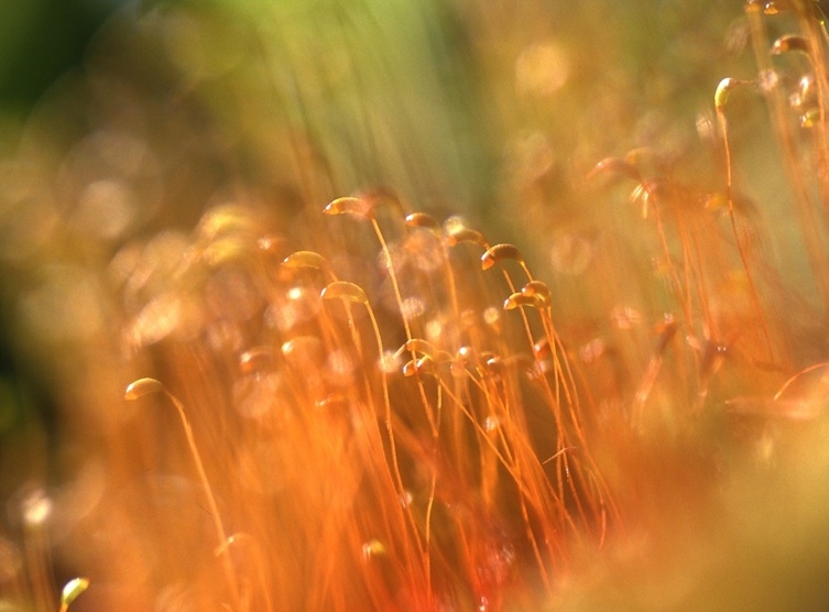 ミクロの世界:コケの胞子体