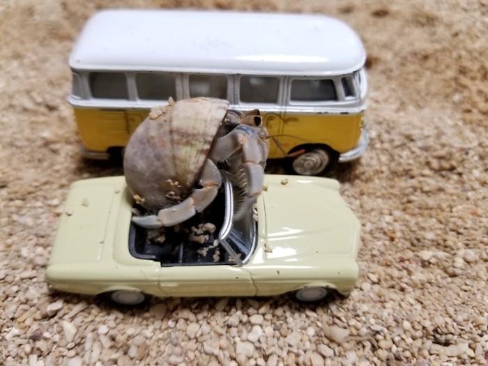 第2回最優秀作品 夢の中で乗ってみた