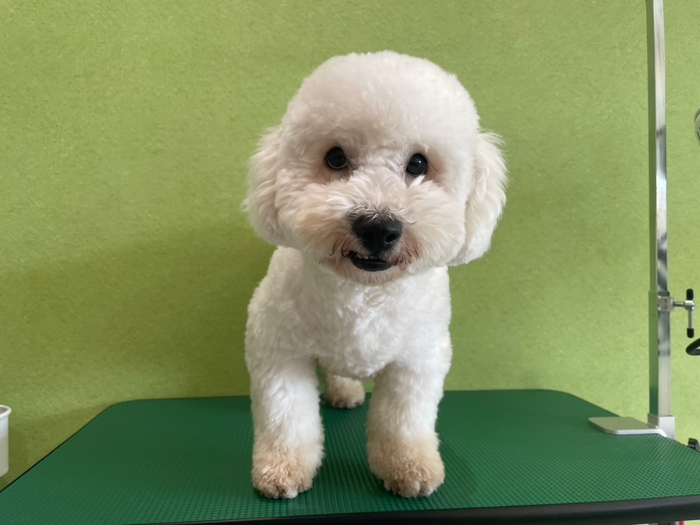 保護犬(3)