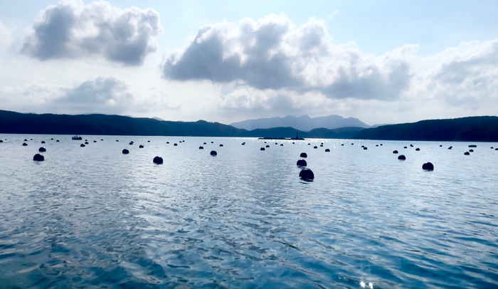 浅茅湾の真珠養殖