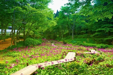 約100種10,000株の花々が咲き誇る 5/9(土)～6/28(日)六甲高山植物園 初夏イベント 「天空の花さんぽ」初開催！