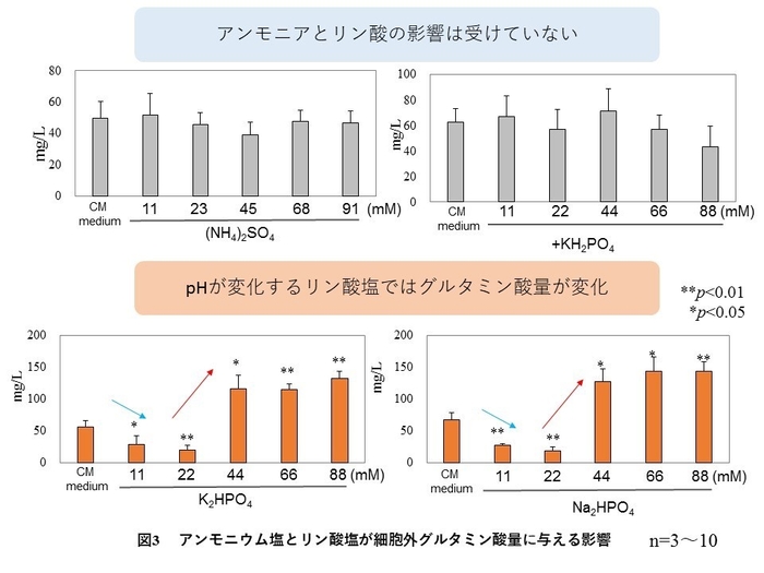 図3 アンモニウム塩とリン酸塩が細胞外グルタミン酸に与える影響