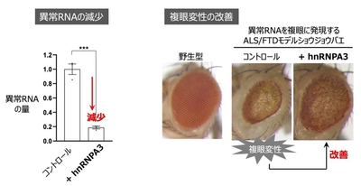 hnRNPA3は、異常なRNAの量を減少させる（左）、hnRNPA3は、異常なRNAが原因で起こる複眼の神経変性を抑制する（右）