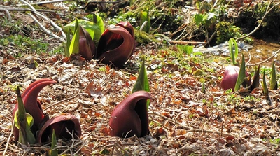 六甲高山植物園　麗らかな春の訪れ ～ザゼンソウが見頃を迎えました～