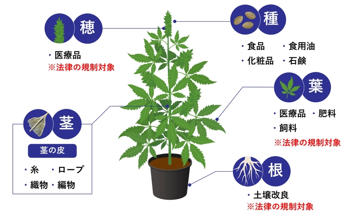 大麻繊維は茎から採取