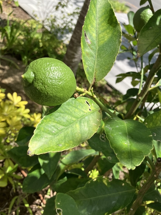 まだ小さなグリーンレモン