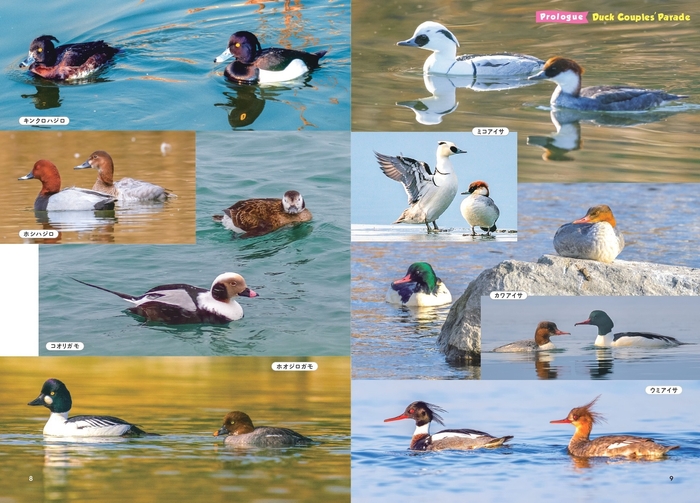 Prologue カモの「性的二型」カップル大集合!!