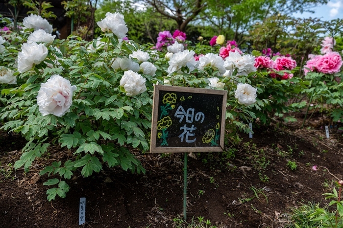 毎日変わる今日の花(写真は明皇の宝)