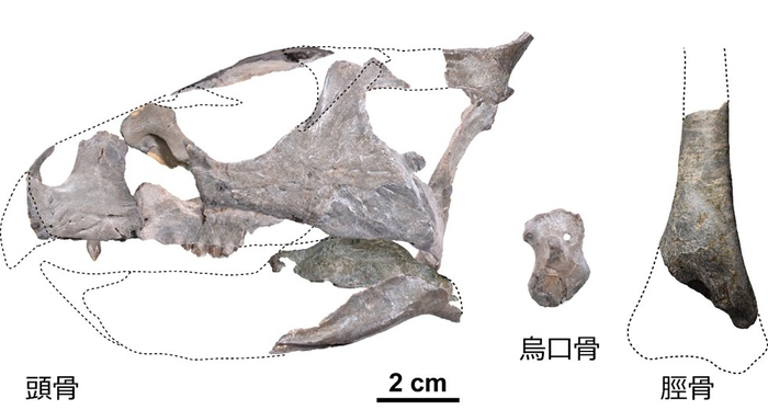 ササヤマグノームスの化石。頭骨、烏口骨、脛骨がバラバラの状態で発掘されました。推定される頭骨の大きさは長さ約13cm、高さ約8cm（兵庫県立人と自然の博物館提供）