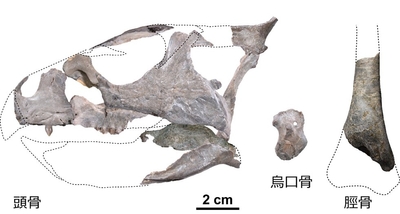 ササヤマグノームスの化石。頭骨、烏口骨、脛骨がバラバラの状態で発掘されました。推定される頭骨の大きさは長さ約13cm、高さ約8cm(兵庫県立人と自然の博物館提供)