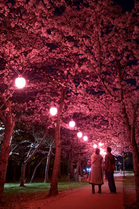 鮮やかに映し出される花びらの色