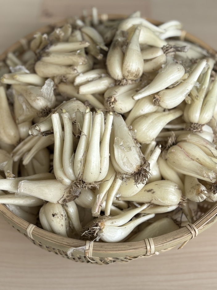 どこまで詰め込めるか！らっきょう詰め放題！