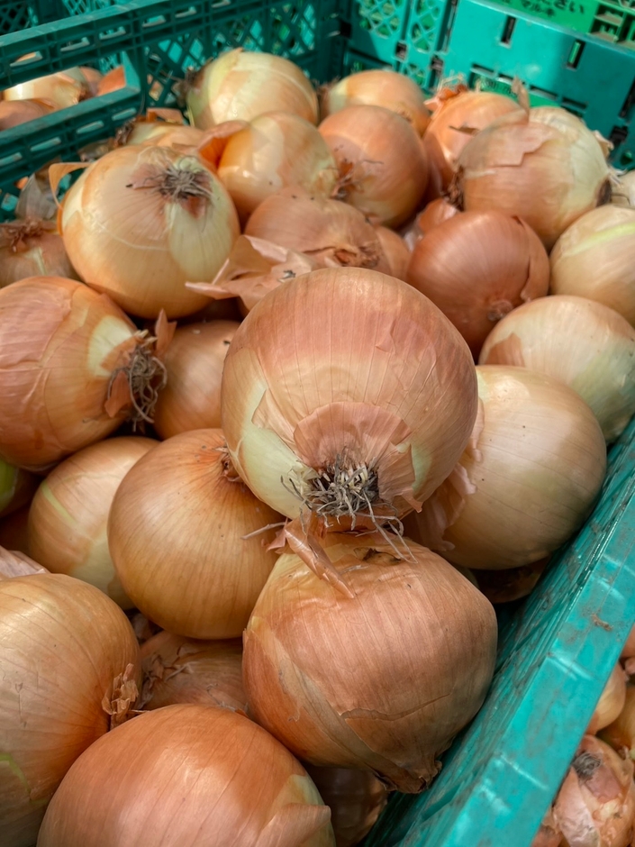 実際の規格外野菜(玉ねぎ)