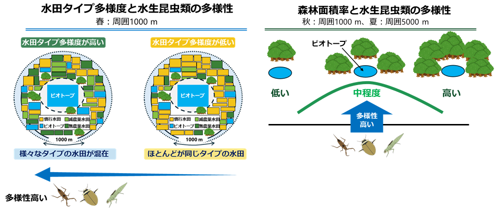 水生昆虫類の保全に適した休耕田ビオトープの立地条件を提言

