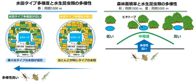 水生昆虫類の保全に適した休耕田ビオトープの立地条件を提言
