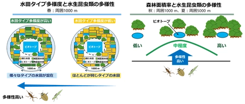 水生昆虫類の保全に適した休耕田ビオトープの立地条件を提言
