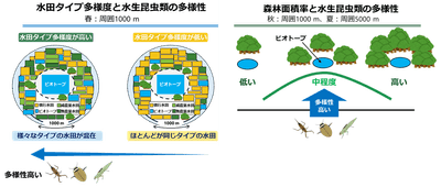 図1　周囲の水田の“多様さ”と中程度の森林が、ビオトープの水生昆虫類の多様性を高める