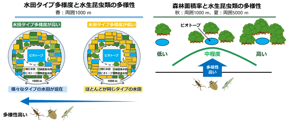 図1 周囲の水田の“多様さ”と中程度の森林が、ビオトープの水生昆虫類の多様性を高める
