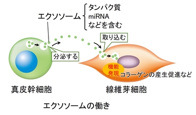 エクソソームの働き