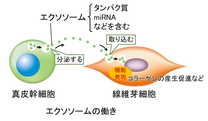 エクソソームの働き