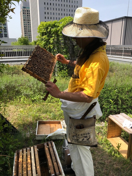 「丸の内ハニープロジェクト」の様子