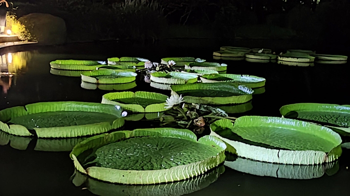 「オオオニバス」 令和６年９月撮影