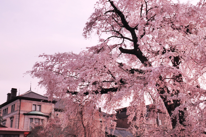 円山公園の一本桜