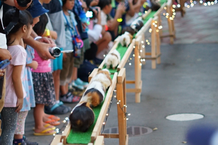 小諸市動物園「ナイトズー」