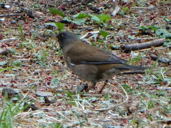 お腹が白いのでこの名がつきました(シロハラ)