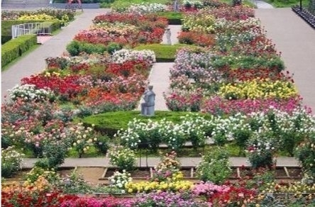 ばら園（令和７年撮影）