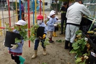 昨年の幼稚園での収穫実習