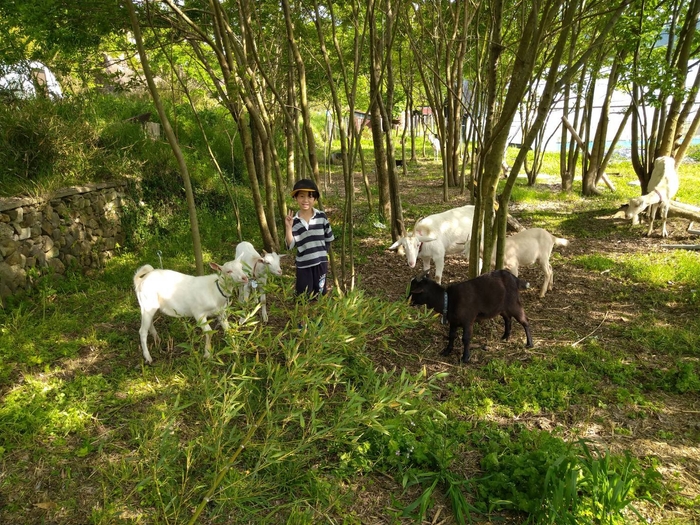 ヤギさん除草とふれあい