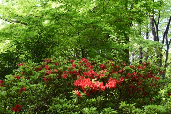 園内のつつじ(4月11日撮影)