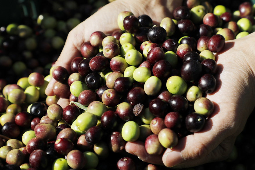 （株）アサクラ・イタリアと日本の若き作り手のおいしいコラボセットを限定ご予約販売