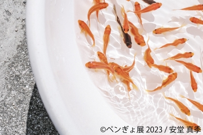展示作品9
