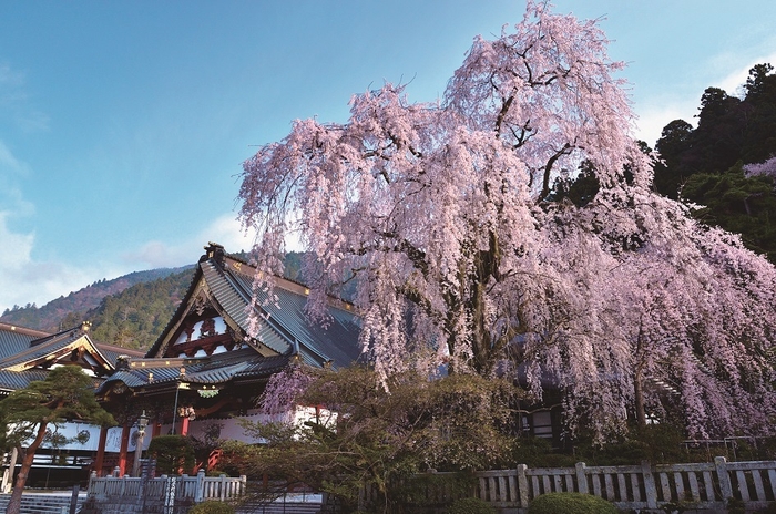 日蓮宗の総本山 身延山久遠寺のしだれ桜