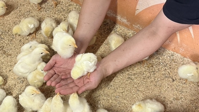 ▲小さなひよことの触れ合い体験