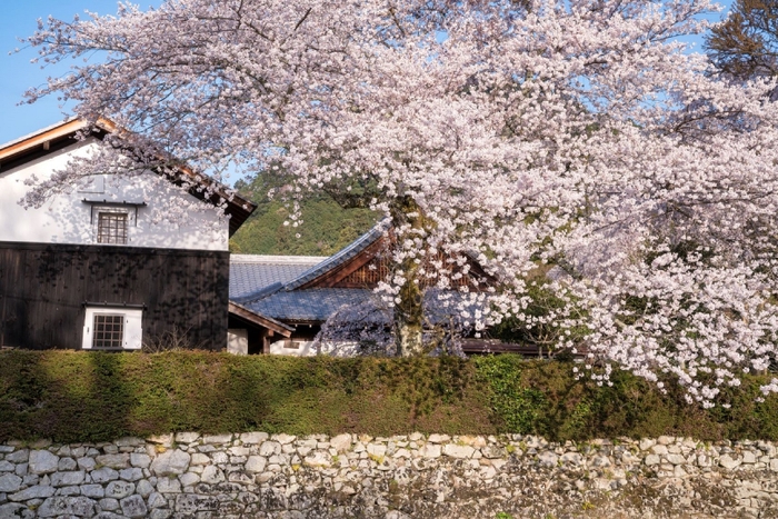 【ロテルド比叡】門前町坂本の桜