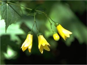 キレンゲショウマ (ユキノシタ科)