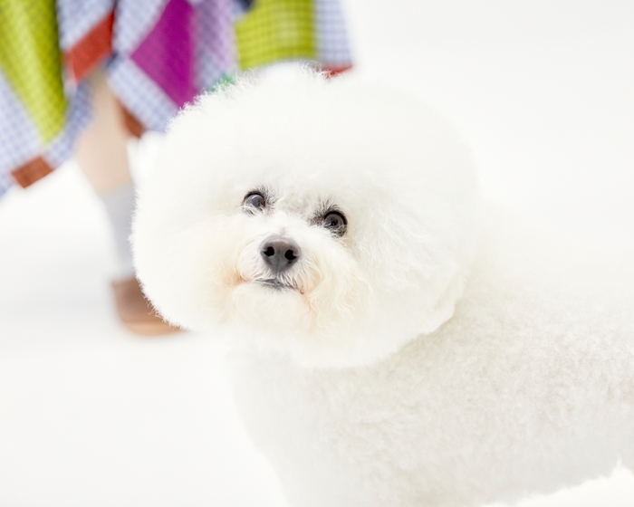 愛犬と遊びながら撮れる自然派写真 6