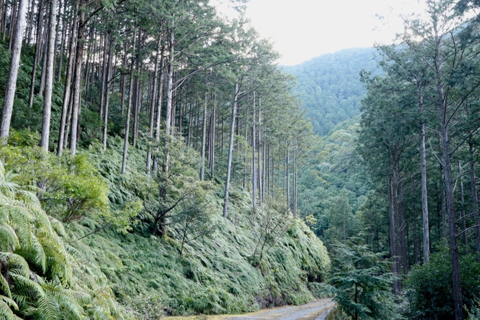 三重県のヒノキの森