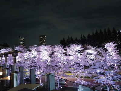 HAL YAMASHITA 東京 桜(夜)