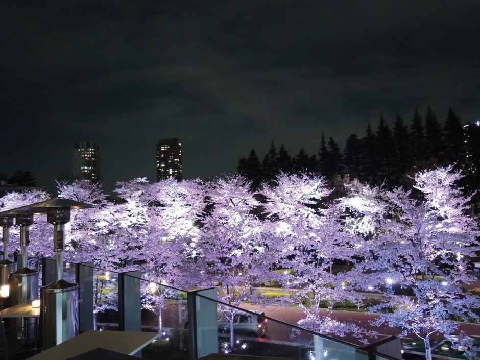 HAL YAMASHITA 東京 桜(夜)