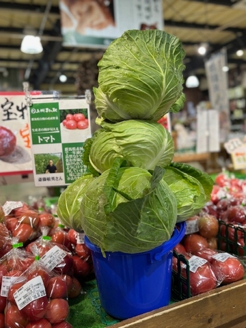 バケツにつむつむ「嬬恋キャベツ419」