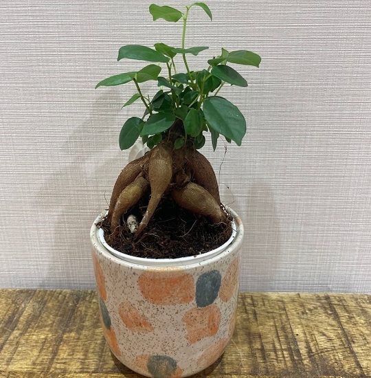 観葉植物(ガジュマル3号) イメージ