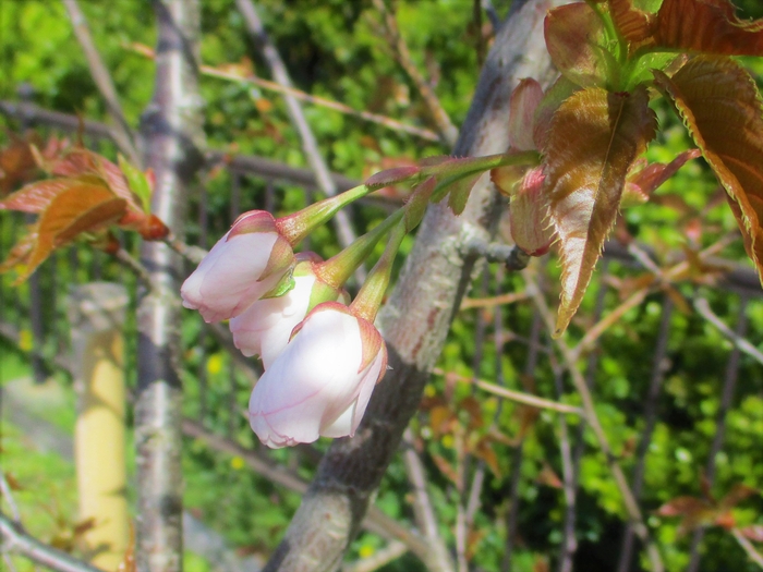 御室仁和寺駅の桜(上下とも2021年3月31日9時頃撮影)